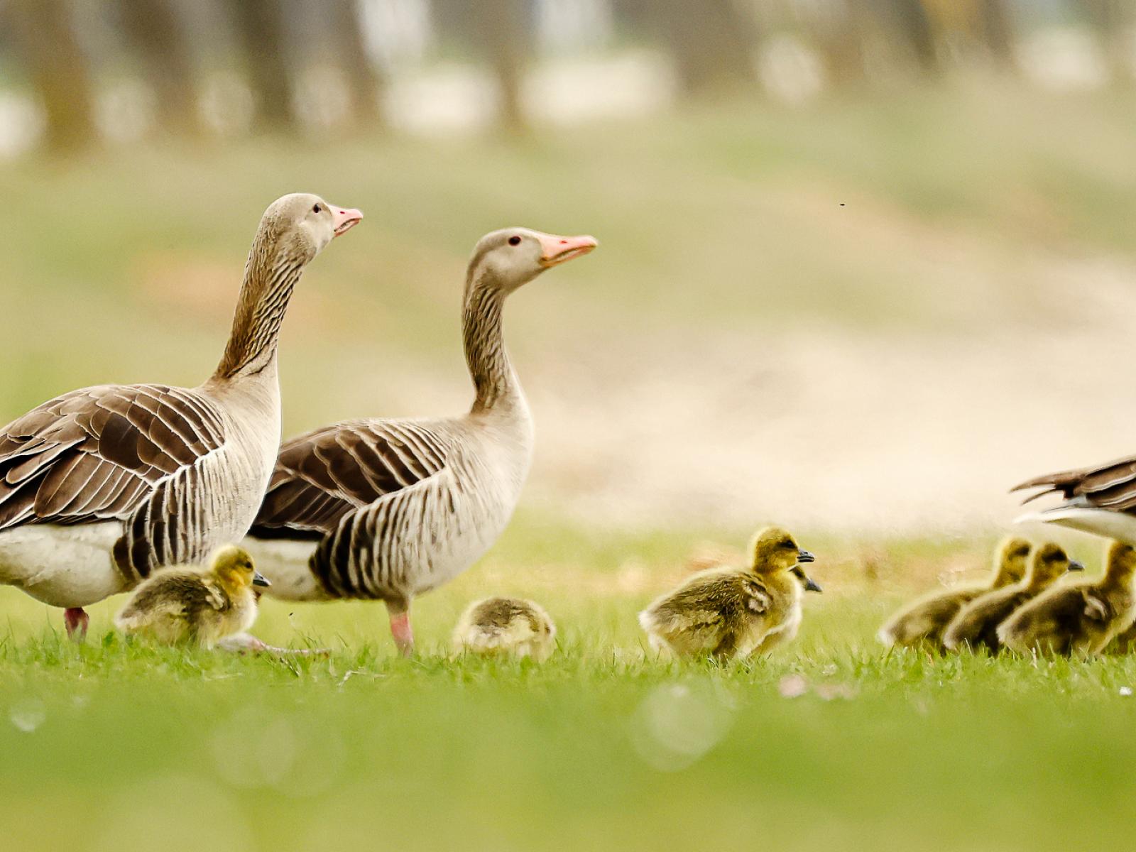 Natur erleben und den besonderen Zauber des Seewinkels spüren.