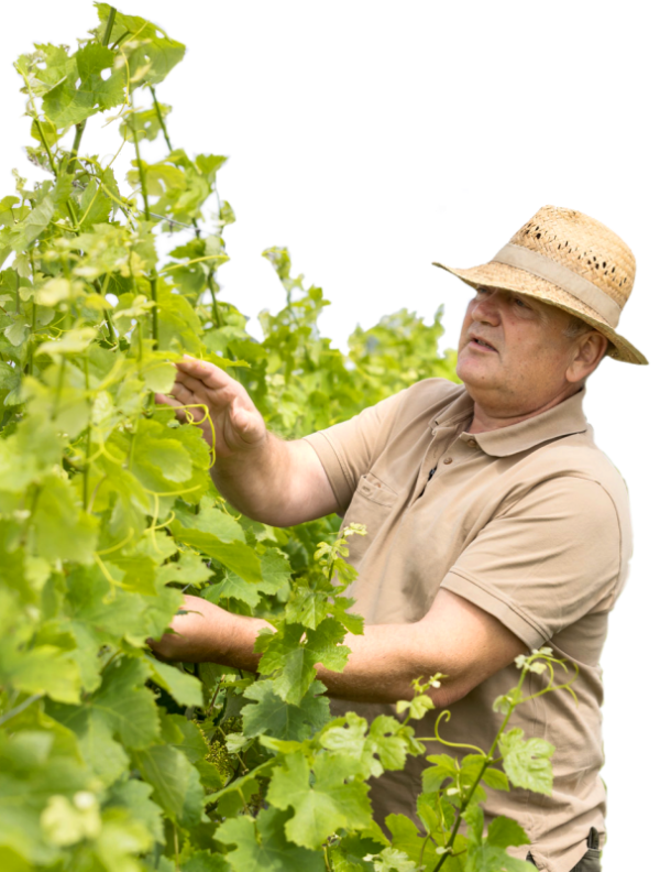 Sepp an der Rebe