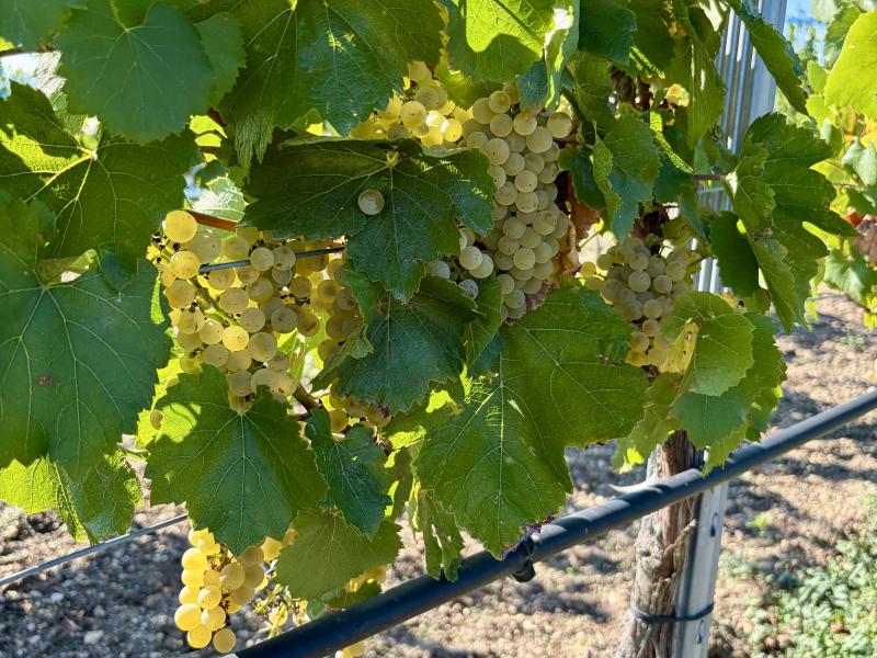 Chardonnay-Trauben September 2026