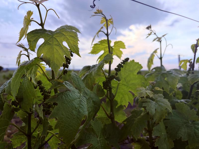 Der Wein wächst